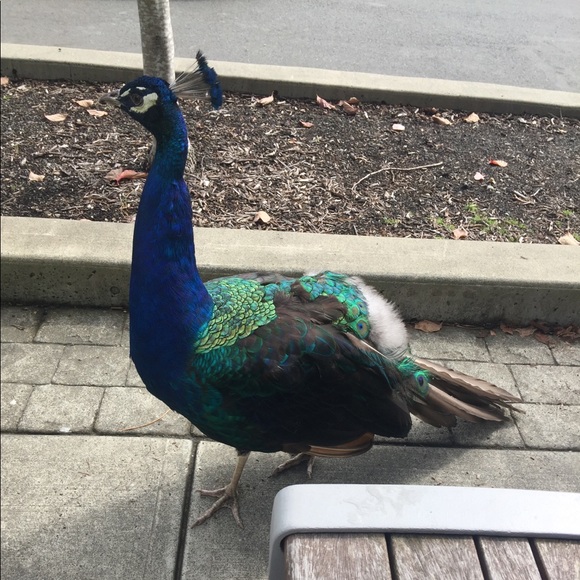 Meet your Posher, Dj - Picture 1 of 1